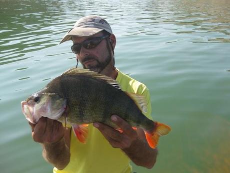 PERCA EUROPEA-PERCA FLUVIATILIS PERCA EUROPEA-PERCA FLUVIATILIS