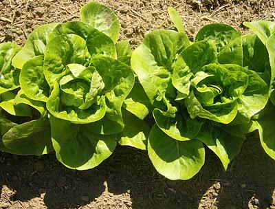 LECHUGAS COGOLLOS DE TUDELA