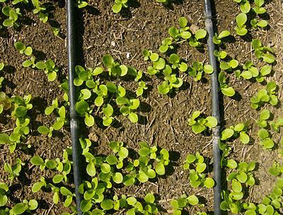 LECHUGAS COGOLLOS DE TUDELA
