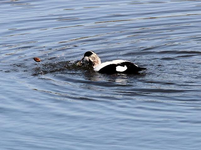 EIDER-SOMATERIA MOLLISIMA-COMMON EIDER