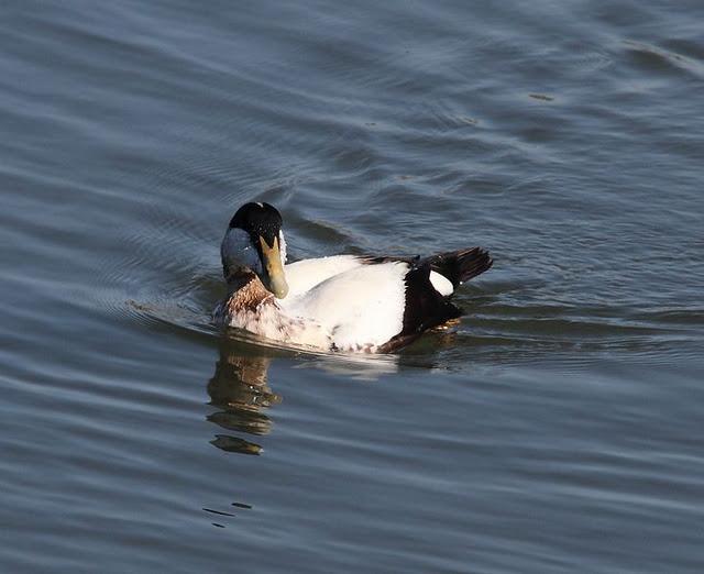 EIDER-SOMATERIA MOLLISIMA-COMMON EIDER