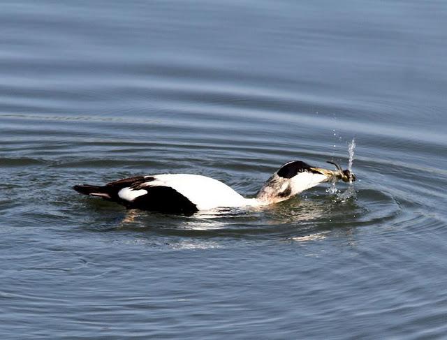 EIDER-SOMATERIA MOLLISIMA-COMMON EIDER