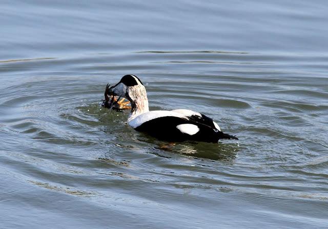 EIDER-SOMATERIA MOLLISIMA-COMMON EIDER