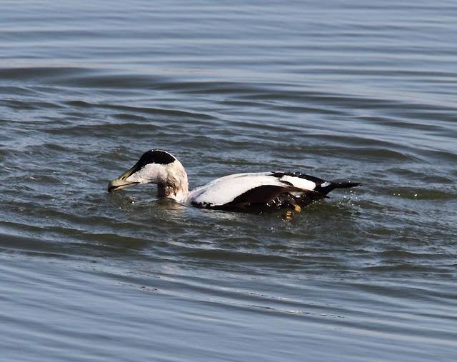 EIDER-SOMATERIA MOLLISIMA-COMMON EIDER