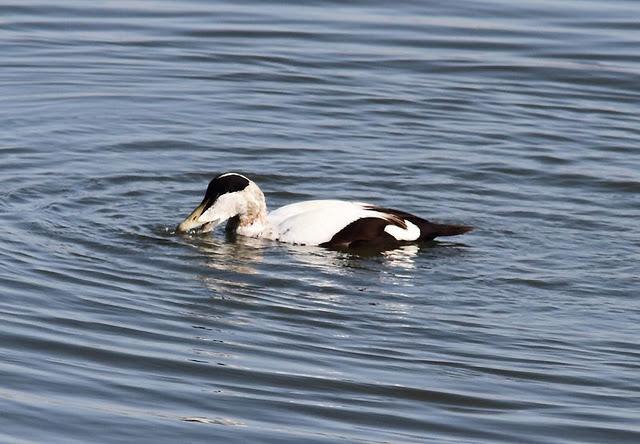 EIDER-SOMATERIA MOLLISIMA-COMMON EIDER