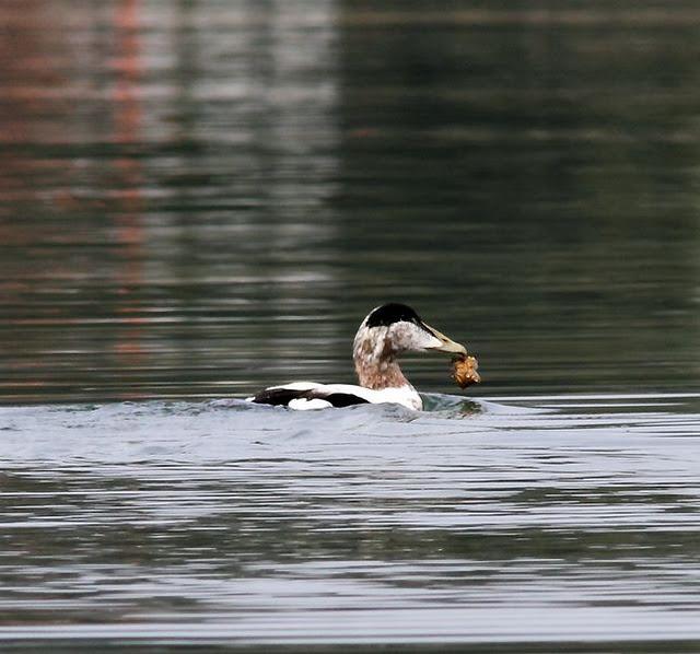 EIDER-SOMATERIA MOLLISIMA-COMMON EIDER