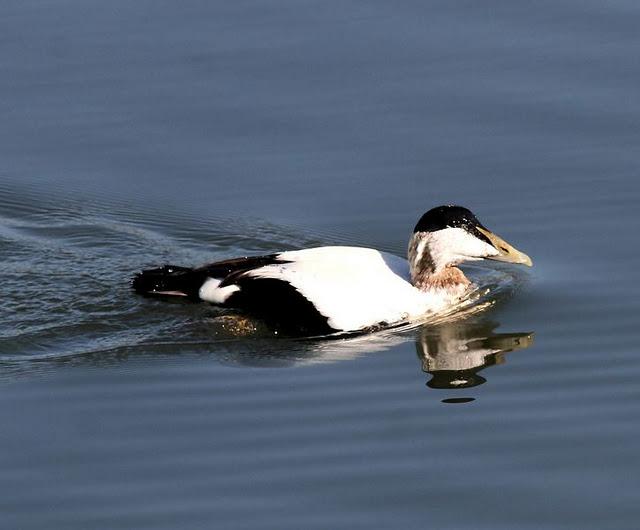 EIDER-SOMATERIA MOLLISIMA-COMMON EIDER