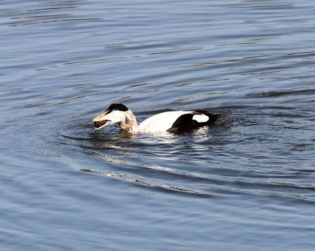 EIDER-SOMATERIA MOLLISIMA-COMMON EIDER