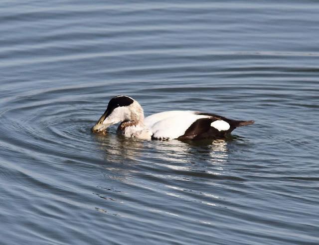 EIDER-SOMATERIA MOLLISIMA-COMMON EIDER