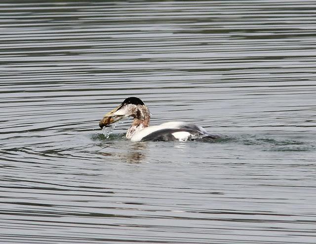 EIDER-SOMATERIA MOLLISIMA-COMMON EIDER