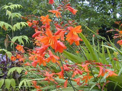 Crocosmia