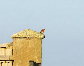 Excursión a Cabo Peñas de SEO-Asturias