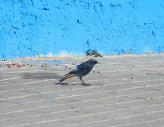 Excursión a Cabo Peñas de SEO-Asturias