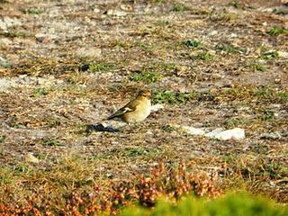 Excursión a Cabo Peñas de SEO-Asturias