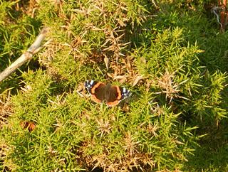Excursión a Cabo Peñas de SEO-Asturias