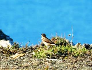 Excursión a Cabo Peñas de SEO-Asturias
