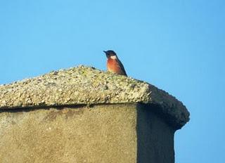 Excursión a Cabo Peñas de SEO-Asturias