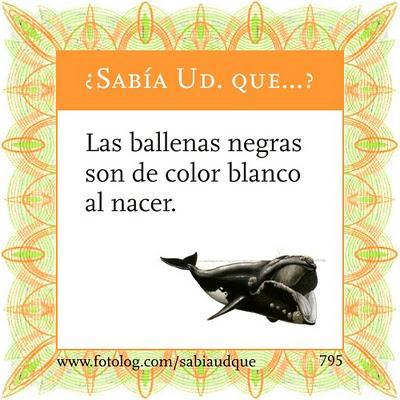 Ballenas negras