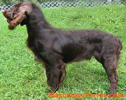perros Boykin Spaniel 