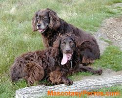 perros Boykin Spaniel 