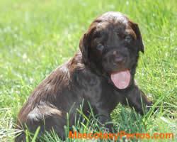 perros Boykin Spaniel 