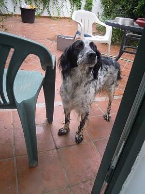 De nuevo Kin, Jade y Puppy. Esta vez tiene que salir bien. (Malaga)