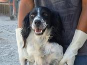 nuevo Kin, Jade Puppy. Esta tiene salir bien. (Malaga)