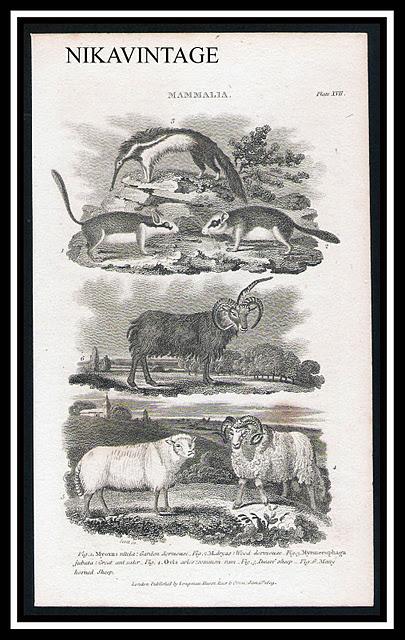 Grabados de Animales 1808