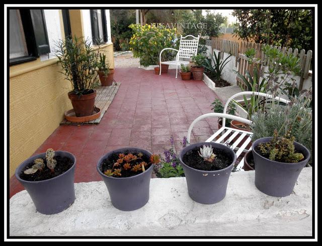 Entre palmeras y lilos