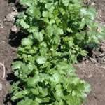 cilantro planta medicinal