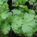 cilantro planta medicinal