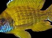Aulonacara baenschi