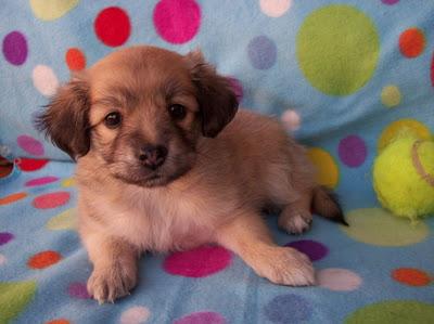 Nerea, pequeña peludita de un mes y medio. Encontrada bajo un coche! Arca Noe Cordoba.