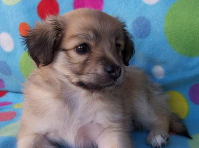 Nerea, pequeña peludita de un mes y medio. Encontrada bajo un coche! Arca Noe Cordoba.