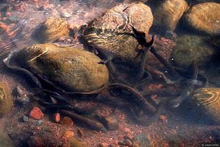 Lamprea de río (Lampetra fluviatilis)