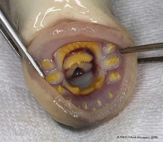 Lamprea de río (Lampetra fluviatilis)