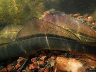 Lamprea de río (Lampetra fluviatilis)