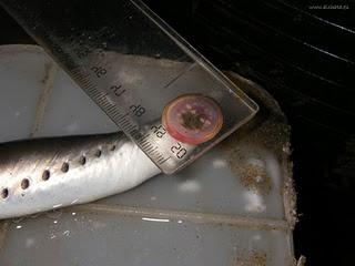 Lamprea de río (Lampetra fluviatilis)