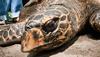 Poblaciones de tortuga marina en mayor peligro de extinción