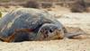 Poblaciones de tortuga marina en mayor peligro de extinción