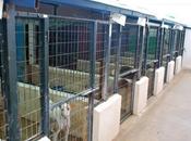 voluntarios Marisol (Amidea)