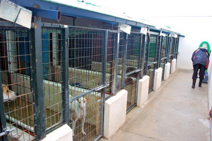 La voz de los voluntarios . Marisol (Amidea)