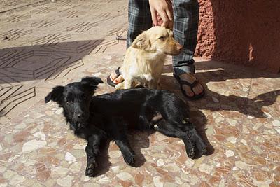 Dos cachorros abandonados. (Córdoba)