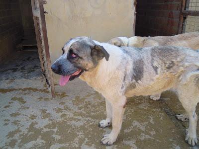 Mastina totalmente ciega por perdigonazos - El nuevo look de Selva. (León)