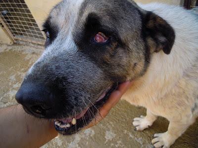 Mastina totalmente ciega por perdigonazos - El nuevo look de Selva. (León)