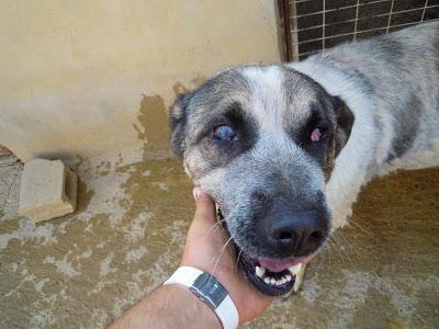 Mastina totalmente ciega por perdigonazos - El nuevo look de Selva. (León)