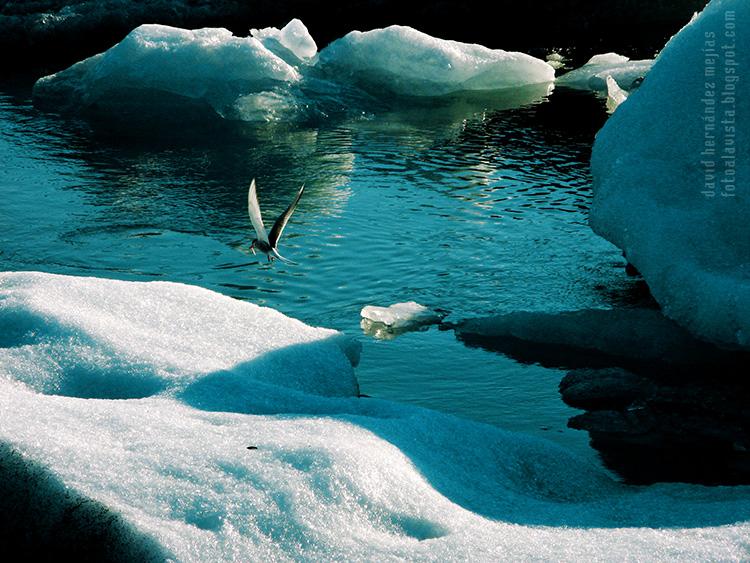 Pajarillo de los hielos