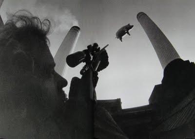 Algie, el chanchito valiente