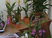 Mercadillo Intercambio plantas materiales