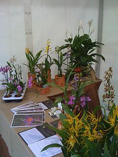 Mercadillo e Intercambio de plantas y materiales.